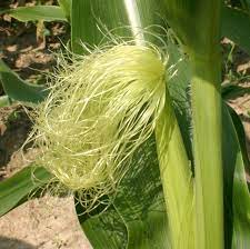 Corn-fibre-image.jpg