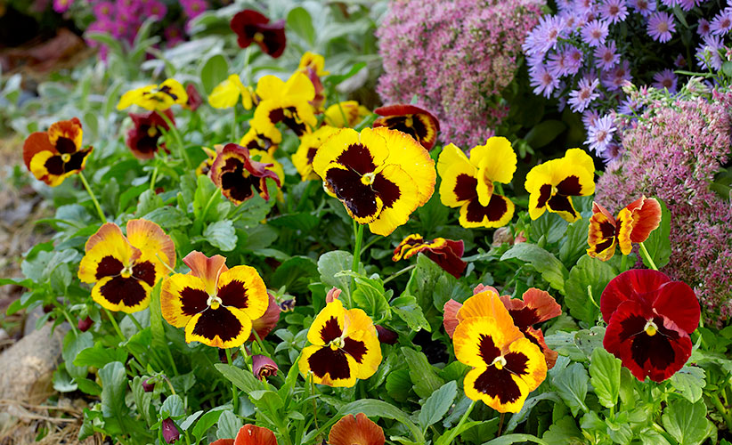 fall-checklist-plant-cool-weather-annuals-pansies.jpg