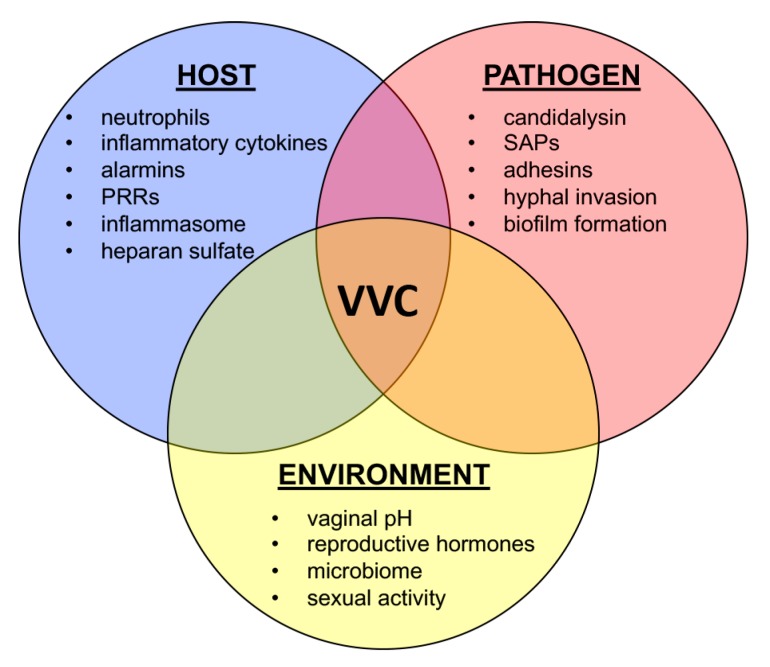 vaginal-fungal-infection.jpg